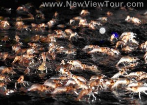 tour-kaenglumduan-ubon-ratchathani-3